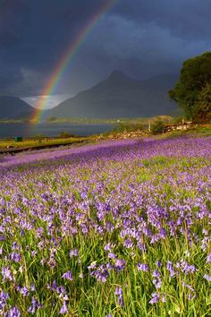 a rainbow shines in the sky over a field of purple flowers