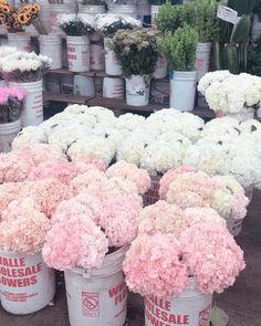 several buckets filled with white and pink carnations for sale at a flower shop