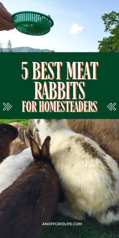 5 Best meat rabbit breeds. Meat Rabbits Housing, Backyard Rabbits, Survival Preparedness, Homesteading Animals