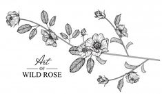 an ink drawing of wild rose