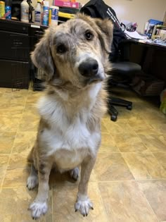 a brown and white dog sitting on top of a tile floor next to a desk