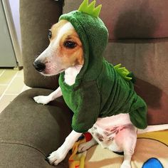 a small dog wearing a green costume on top of a couch