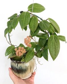 a hand holding a potted plant with pink flowers and green leaves on the top