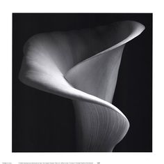 a large white flower on a black background