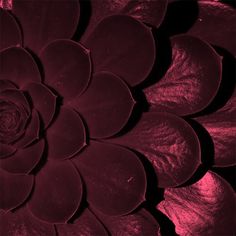 a close up view of a red flower