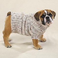 a brown and white dog wearing a sweater