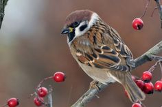 a small bird perched on top of a tree branch with berries hanging from it's branches