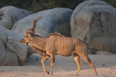 an antelope walking in the sand near large rocks