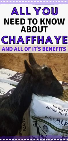 a goat is eating hay from a bag with the words, all you need to know about chaffhaye and all of it's benefits