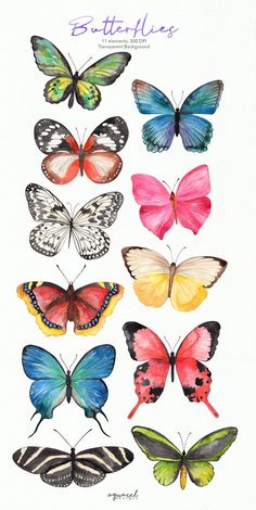 butterflies in different colors and sizes on a white background with the words butterflies above them