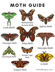 moths and moths with the words moth guide written below them in black ink on a white background