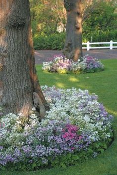 the flowers are blooming around the tree in the yard