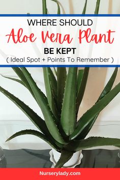 aloe vena plant with text overlay where should aloe vena plant be kept?