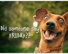 a brown dog with its mouth open and the words someone say friday? on it