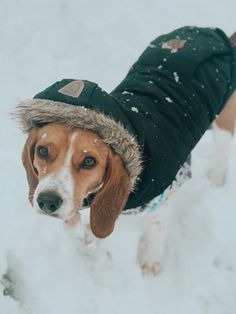 a brown and white dog wearing a green jacket in the snow with a hat on