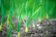 some green grass growing in the dirt