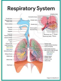 the anatomy of the human body and its major organs, including the livers, lungs,