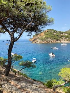 boats are floating in the blue water near trees