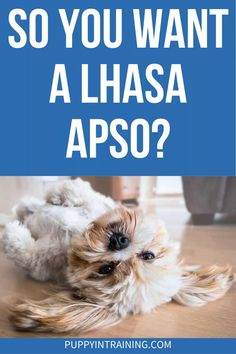 a small dog laying on top of a wooden floor with the words so you want a llhasa apso?