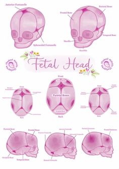 the anatomy of the human head and its major parts, including the frontal part of the skull