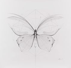 a drawing of a butterfly on a white background with lines and shapes in the foreground