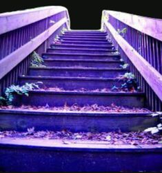 purple stairs with plants growing on them