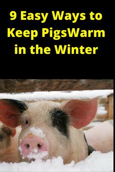 a pig with snow on its nose and the words 9 easy ways to keep pigs warm in the winter