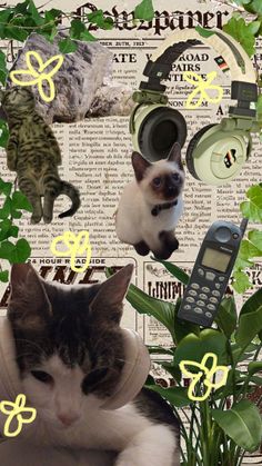 a cat laying on top of a table next to plants and headphones with cats in the background