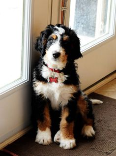 a black and white dog sitting in front of a window with the caption bernese mountain dog grooming what a beautiful pup it's a bernee that's a