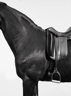 a black and white photo of a horse wearing a bridle