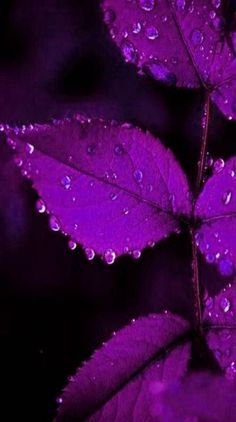 purple leaves with drops of water on them