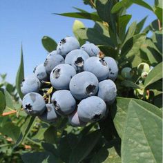 some blue berries are growing on the tree