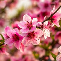 pink flowers are blooming on a tree branch