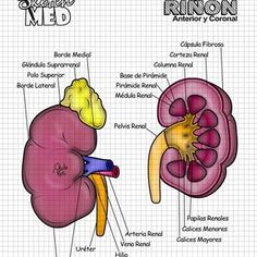 an image of the anatomy of the kidney