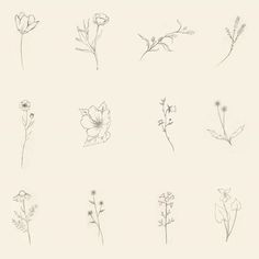 a bunch of flowers that are drawn in pencil