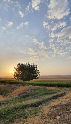 a lone tree in the middle of an open field at sunset with clouds above it