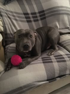 a dog laying on a couch with a toy in it's mouth