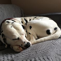 a dalmatian dog curled up on a couch