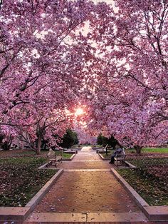 a pathway lined with trees and benches under pink flowers on the ground in front of them