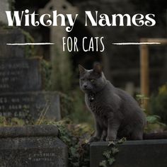 a gray cat sitting on top of tombstones with the words witch names for cats