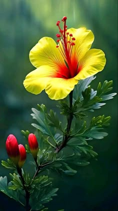 a yellow and red flower with green leaves