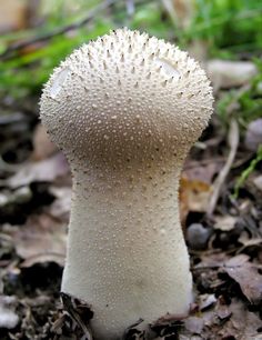 a close up of a mushroom on the ground