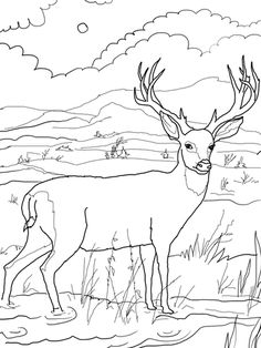 a deer with antlers standing in the grass and looking at the camera coloring page