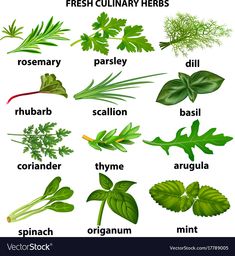 fresh culinary herbs set on white background