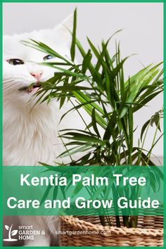 Pet-friendly and beautiful? It's the Kentia palm!  This non-toxic houseplant is a safe choice for your furry friends. Learn more at Smart Garden and Home.