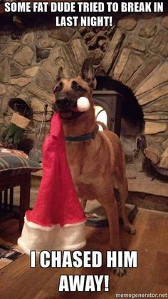 Belgian Malinois Dog, Funny Dog Memes, Belgian Malinois, Funny Animal Memes, Animal Jokes, Working Dogs, Animal Quotes