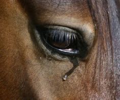 the eye of a brown horse with black spots on it's iris and nose