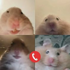 four different pictures of hamsters with one talking on the phone and another looking at the camera