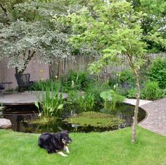 a black and white dog laying in the grass next to a pond with water lilies