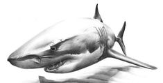 a pencil drawing of a shark with its mouth open and teeth out, in the water